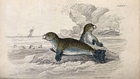 A common seal is sitting on a rock in the sea while another one is climbing on to the rock. Coloured etching by W. H. Lizars after J. Stewart.