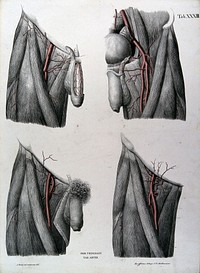 Dissections of the male genitalia and upper thighs: four figures, with the arteries and blood vessels indicated in red. Coloured lithograph by J. Roux, 1822.