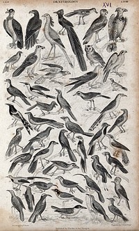 A table with 46 different birds. Engraving by R. Scott after Captain T. Brown.