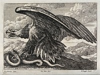 An eagle killing a snake with its talons. Engraving by F. Place, ca. 1690, after F. Barlow.