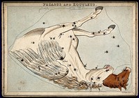 Astrology: signs of the zodiac, Pegasus. Coloured engraving.