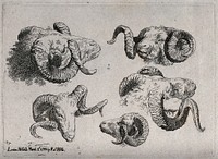 A rams's head: five views. Etching by R. Hills, 1798.