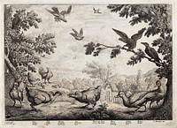Birds on common land outside a village: hen, cock, hawk, jay, muscovy duck, raven, cuckoo and hoopoe. Etching by F. Place after F. Barlow.