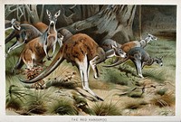 A group of Red kangaroos on the move. Colour reproduction of a painting by W Kuhnert.
