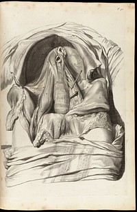 Anatomia humani corporis, 105 tabulis / per ... G. de Lairesse ... delineatis, demonstrata.