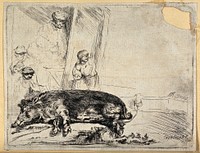 A wild boar lies tied by its rear feet next to an open tavern door. Etching by Rembrandt, ca 1645.