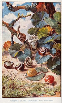 Several varieties of field snail (Helix hortensis). Colour reproduction of a painting by L. F. Muckley.