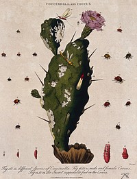 Cochineal cactus (Nopalea cochenillifera) with insects that feed on it, including the cochineal insect (Dactylopius coccus). Coloured etching by J. Pass, c. 1801, after J. Ihle.