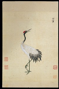 Ming herbal (painting): Siberian white crane