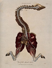 Dissection of a horse, showing the spinal column, head and hind legs, and associated nerves. Coloured engraving by J. Pass after Harguinier, 1805.