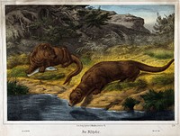 Two otters on a bank, one with a fish and the other fishing. Coloured lithograph.