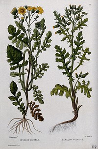 Ragwort (Senecio jacobaea) and groundsel (Senecio vulgaris): entire flowering plants.
