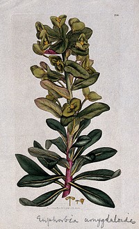 Wood spurge (Euphorbia amygdaloides): flowering stem and floral segments. Coloured engraving after J. Sowerby, 1795.