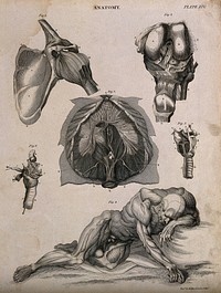 Shoulder joint, larynx, peritoneum  and a reclining écorché supported by the left elbow and the outstreched right hand, seen from the front. Line engraving by Kirkwood & Sons, partly after W. Cowper, 1813.
