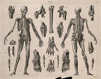Two écorché figures, with details of miscellaneous bones and muscles: twenty-one figures. Line engraving by H. Winkles under the direction of J.G. Heck, 1830/1845.