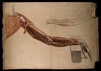 Bones, muscles and tendons of the arm and hand: two details of an écorché figure. Red chalk and pencil drawing, with bodycolour, by a contemporary of W. Harvey , ca. 1819.