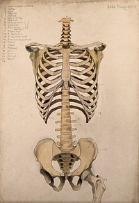 Bones of the trunk and pelvis: front view. Watercolour by A. Mongrédien, ca. 1880.
