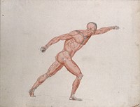 Skeletal and myologic structure of the 'Borghese Gladiator' statue: the figure is presented as an écorché. Ink and watercolour drawing by J.C. Zeller after J.G. Salvage, ca. 1833.