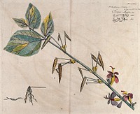 East Indian Screw Tree (Helictores isora L.): branch with flowers and fruit, separate dehisced fruit and sectioned fruit with seeds. Coloured line engraving.