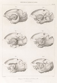 Anatomie comparée du système nerveux considéré dans ses rapports avec l'intelligence / Par Fr. Leuret et P. Gratiolet. Accompagnée d'un atlas de 32 planches dessinées d'après nature et gravées.