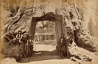 Yosemite National Park, California: the drive-through giant sequoia tree known as 'Dead Giant'; two men and a boy pose in front. Photograph, ca. 1880.