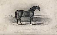 A Cleveland stallion standing on a meadow. Etching by J. Scott after W. H. Davis.