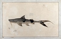 Fish. Watercolour by Bhawani Das, 1777/1783.