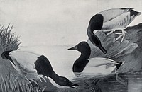 Three canvas-backed ducks (Nyroca valisineria) Reproduction of a painting by J. J. Audubon, ca. 1827.