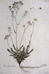 Biscutella alpestris: entire flowering and fruiting plant with separate floral segments. Coloured etching after J. Schütz, ca. 1802.