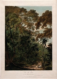 Krakatoa: fan palm (Chamaerops humilis L.) with surrounding tropical forest and native woman. Coloured soft-ground etching after J. Webber, 1788.