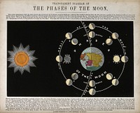 Astronomy: a diagram of the phases of the moon. Engraving.