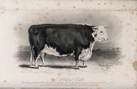 A Hereford bull. Etching by E. Hacker, ca 1849, after W.H. Davis.