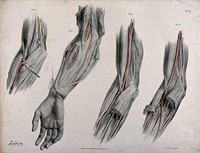 The circulatory system: dissections of the arm and elbow, with arteries and blood vessels indicated in red. Coloured lithograph by J. Maclise, 1841/1844.