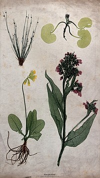 Four flowering plants, including a cowslip (Primula veris), comfrey (Symphytum officinale) and a bulrush (Scirpus species). Colour nature print by A. Auer, c. 1853.