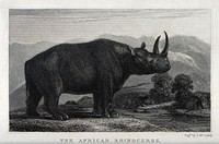 A rhinoceros, possibly a Black rhinoceros (Diceros bicornis). Engraving by J McGahey.