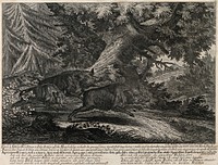 Five piglets of varying ages running through the forest towards a clearing. Etching by J.E. Ridinger.