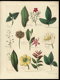 Sketches towards a Hortus botanicus americanus, or, Coloured plates (with a catalogue and concise and familiar descriptions of many species) of new and valuable plants of the West Indies and North and South America : Also of several others, natives of Africa and the East Indies; arranged after the Linnaean system.