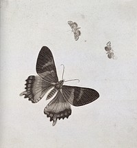 Two moths, one a swallow-tail and one possibly a marvel-du-jour (Agriopis species). Stipple engraving with etching.