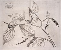 Molago-codi, Hortus Indicus Malabaricus