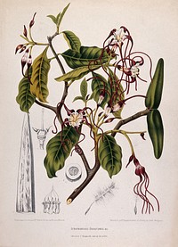 Strophanthus dichotomus Decne.: flowering branch with separate numbered sections of flower, follicle and seed. Chromolithograph by P. Depannemaeker, c.1885, after B. Hoola van Nooten.