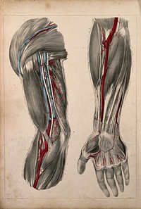 Vessels and muscles of the arm and hand: two figures showing dissections of a shoulder and upper arm, and a forearm and hand with palm facing upwards. Coloured lithograph by G.E. Madeley after A. A. Cane, 1834.