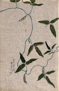 A climbing leguminous plant: leafy stem with pods. Watercolour.