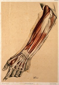 Dissection of the back of the fore-arm and hand. Colour lithograph by G.H. Ford, 1863.