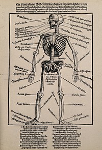 A human skeleton, seen from the front, with labels giving the latin names of the bones. Photograph after a woodcut after Hans Wechtlin, 1517.