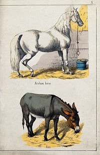 Above, an Arabian horse; below, an ass. Coloured lithograph.