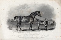A cart mare and its foal standing in a paddock. Etching by E. Hacker after W. H. Davis.
