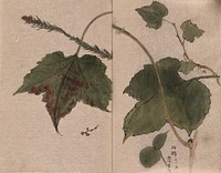 Two leafy stems with fruit, one is possibly of Boston ivy (Parthenocissus tricuspidata). Watercolour.