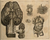 The base of the brain with part of the medulla oblongata, the blood vessels injected with wax, and the cerebellum (Table XII, figs 1-2), after Cowper in Ridley (1695); the foetal heart, the larynx and the viscera (Table XIII), after an etching by G. Vandergucht in Cheselden (1740) Etching by I. Basire, 1743.