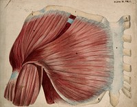 Dissection showing the shoulder and chest muscles: view of the pectoral and the deltoid muscles. Watercolour and pencil drawing, by J.C. Whishaw, 1852/1854.