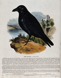 A raven standing on a mountain overlooking a castle and a river. Coloured wood engraving by J. W. Whimper.